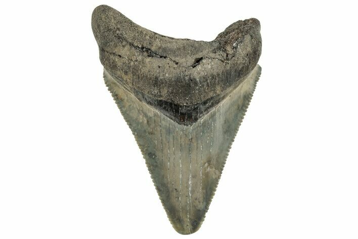 Serrated, Juvenile Megalodon Tooth - South Carolina #325188